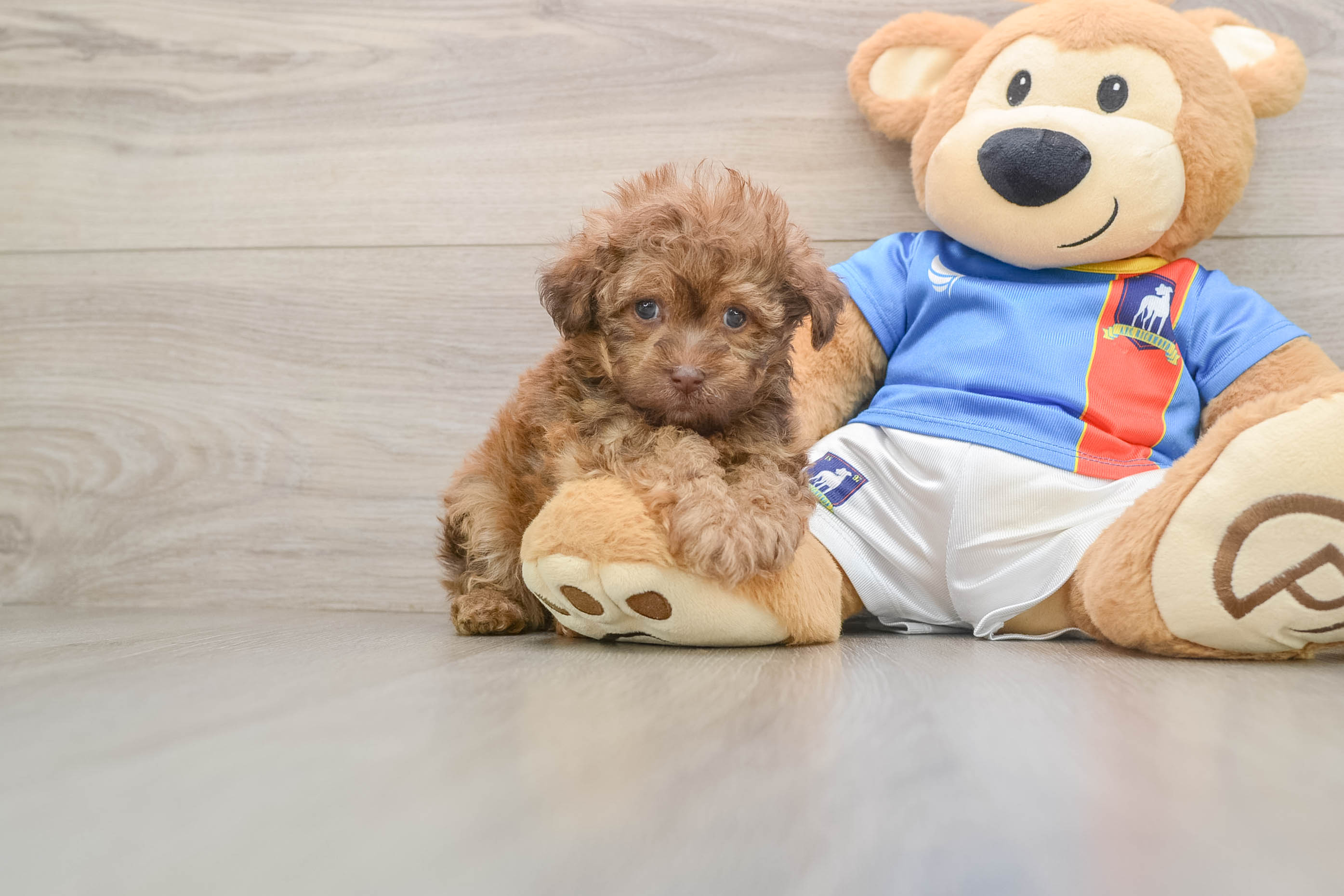 Havapoo Pup Being Cute
