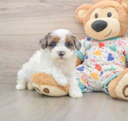7 week old Havapoo Puppy For Sale - Lone Star Pups
