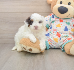 7 week old Havapoo Puppy For Sale - Lone Star Pups