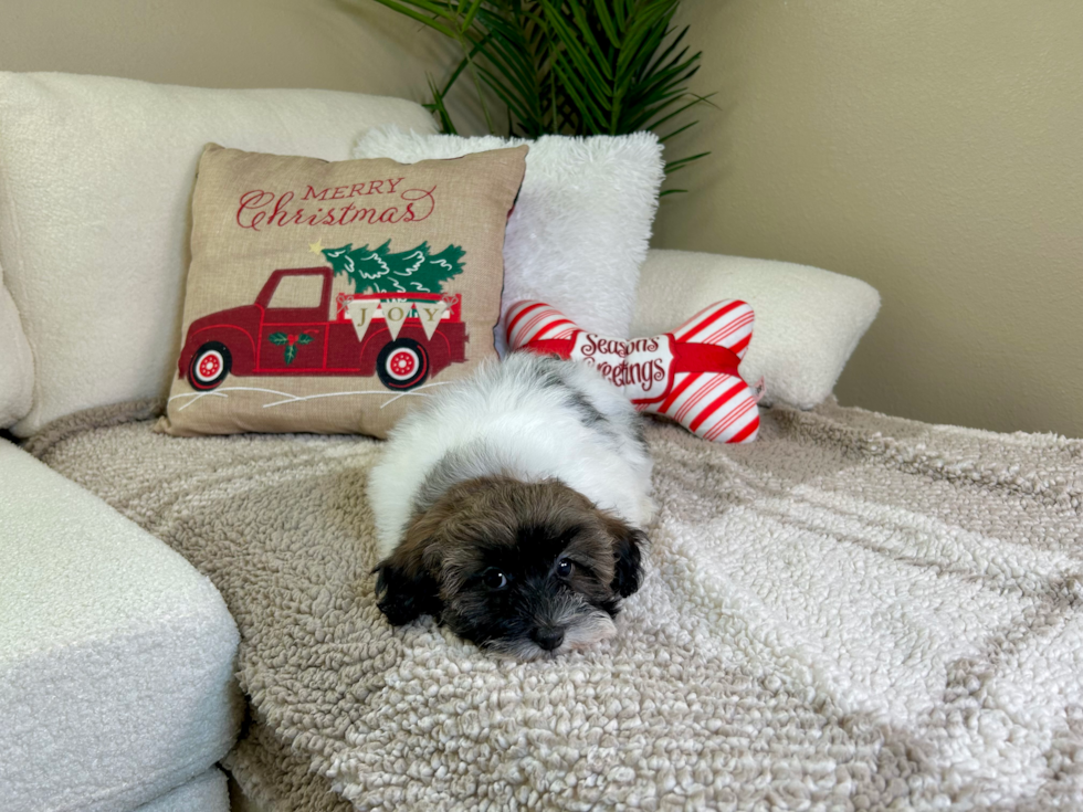 Cute Havapoo Poodle Mix Pup