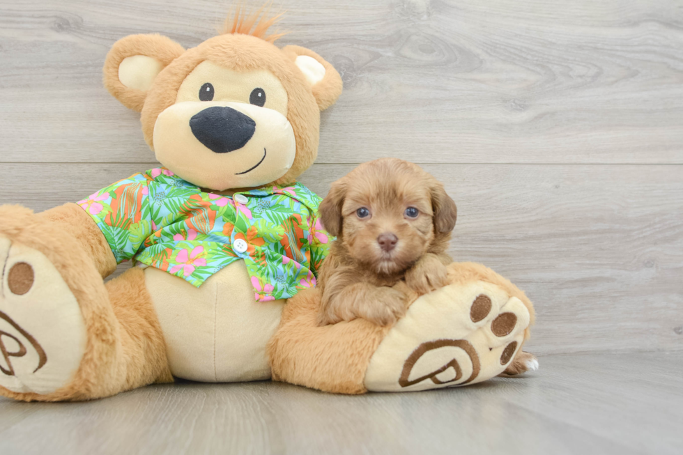 Energetic Havadoodle Poodle Mix Puppy