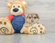 8 week old Havapoo Puppy For Sale - Lone Star Pups