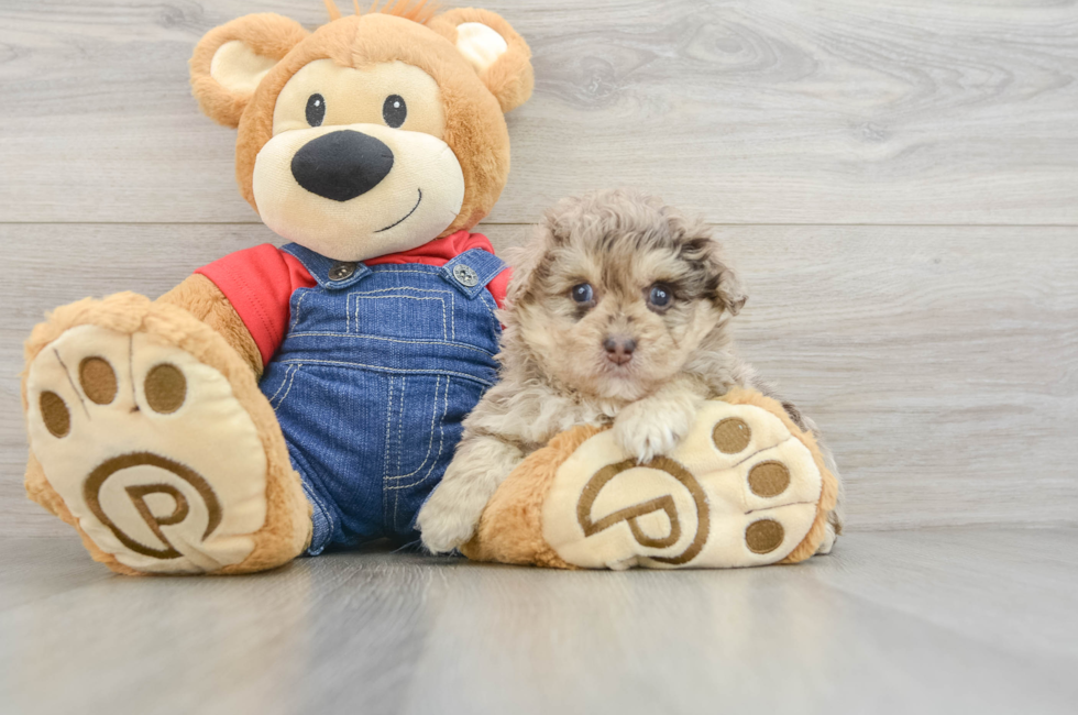 5 week old Havapoo Puppy For Sale - Lone Star Pups