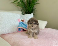 9 week old Havapoo Puppy For Sale - Lone Star Pups