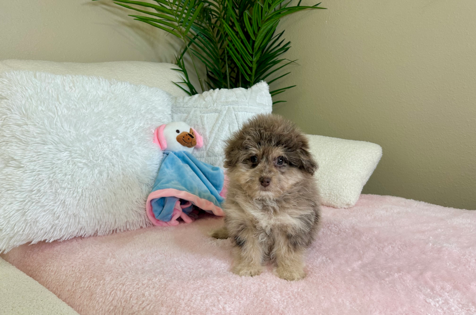 9 week old Havapoo Puppy For Sale - Lone Star Pups