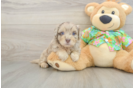 Havapoo Puppy for Adoption