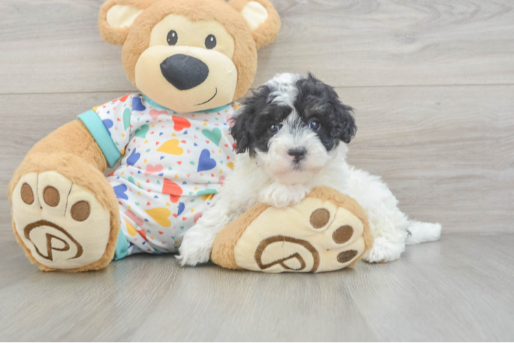 Havapoo Puppy for Adoption