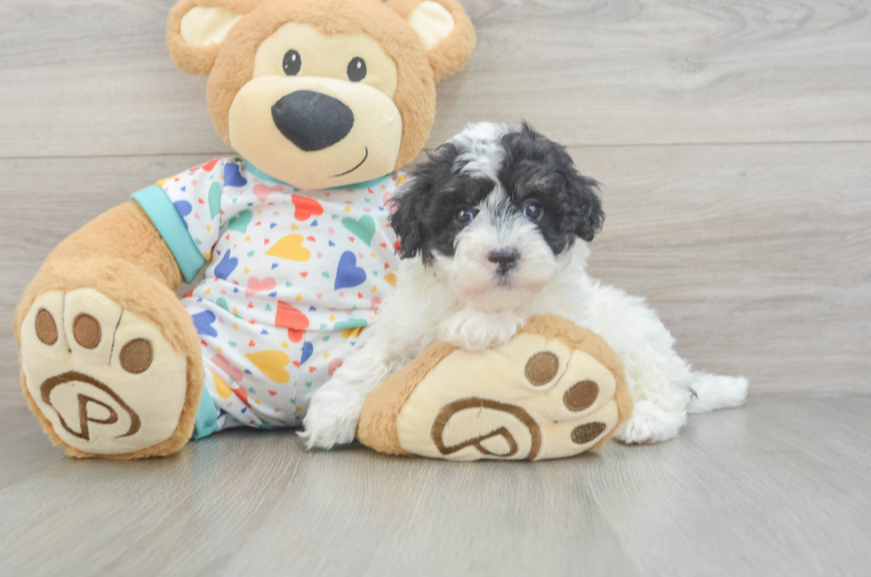 5 week old Havapoo Puppy For Sale - Lone Star Pups