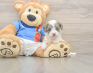 6 week old Havapoo Puppy For Sale - Lone Star Pups