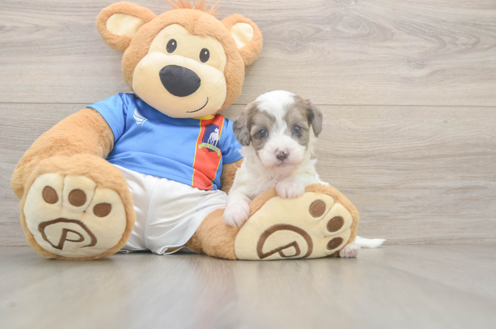 5 week old Havapoo Puppy For Sale - Lone Star Pups