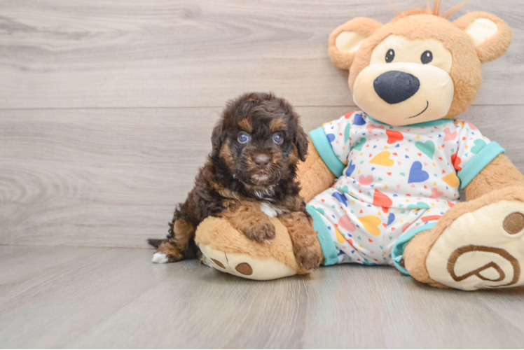 Havapoo Pup Being Cute