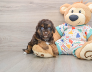 6 week old Havapoo Puppy For Sale - Lone Star Pups