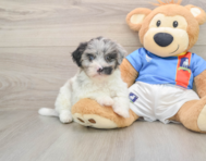 9 week old Havapoo Puppy For Sale - Lone Star Pups