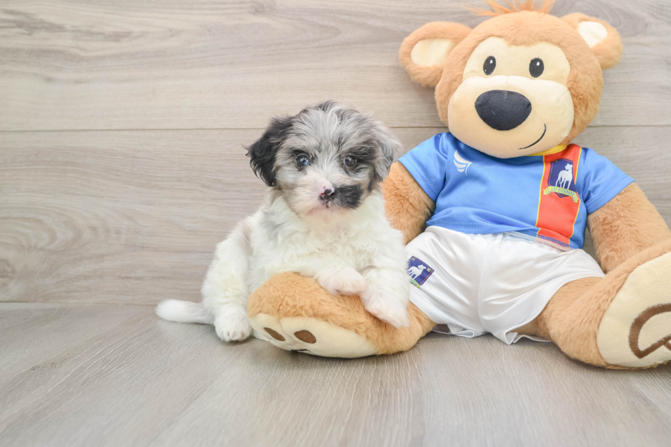Havapoo Puppy for Adoption