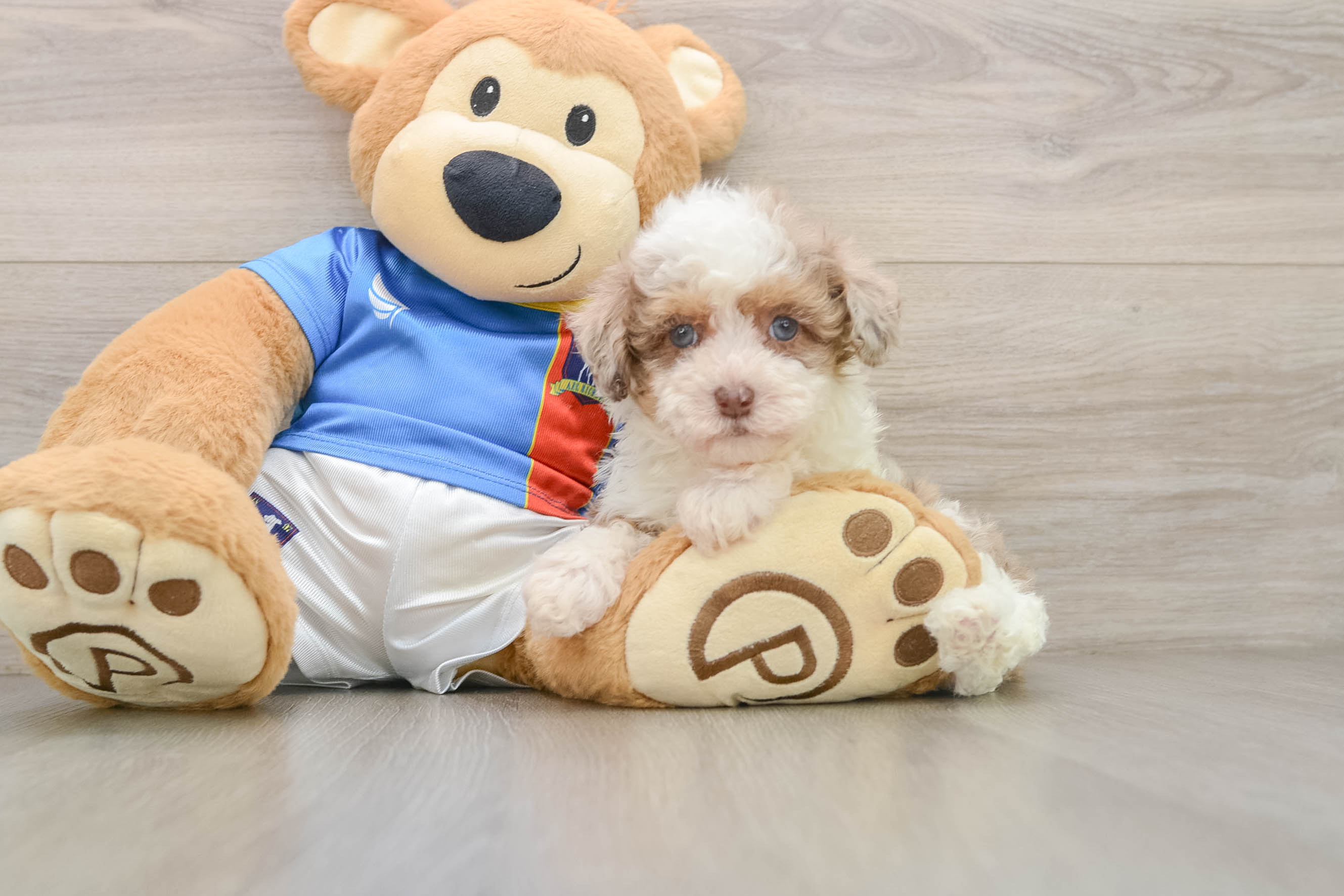 Havapoo Pup Being Cute