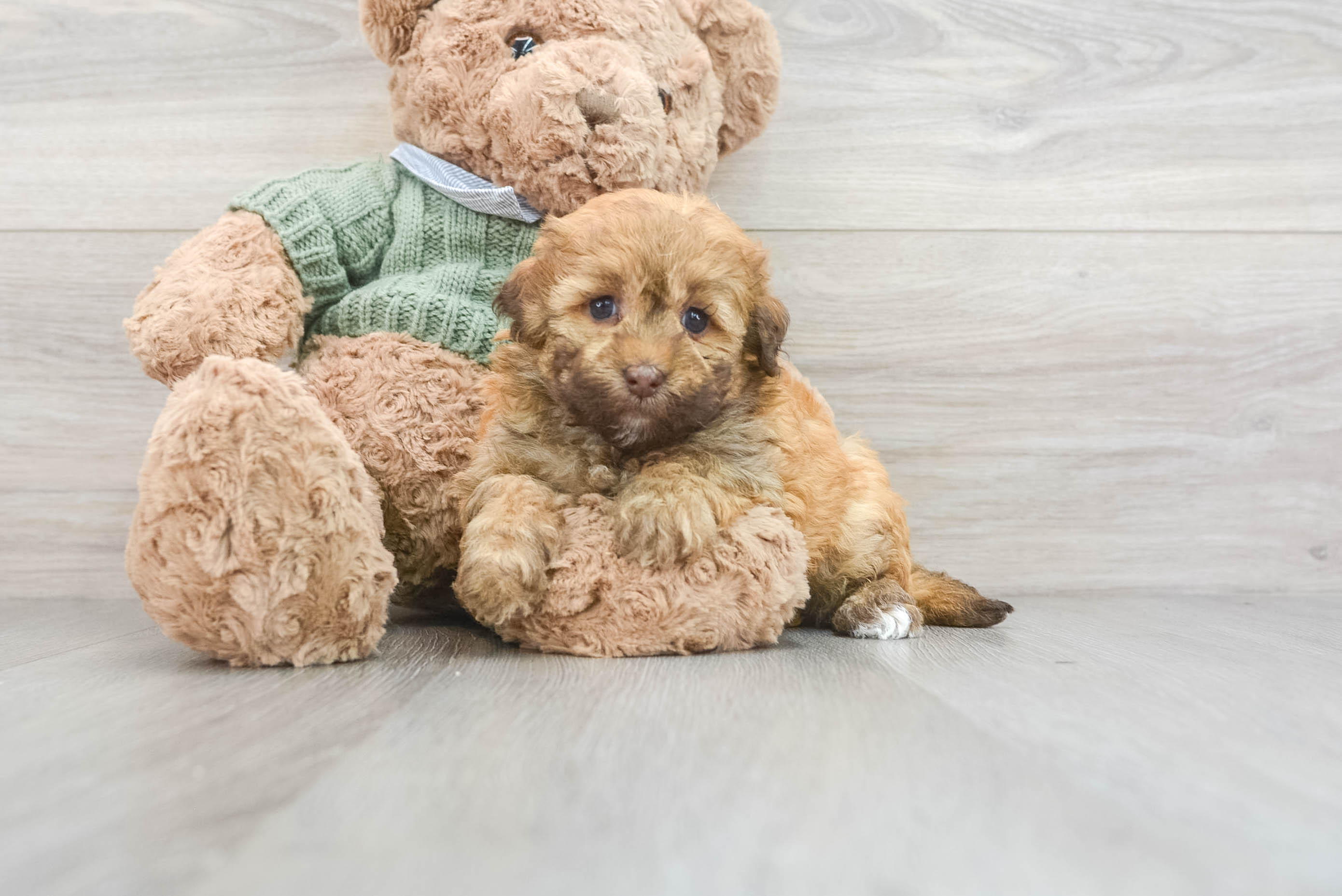 Hypoallergenic Havanese Poodle Mix Puppy