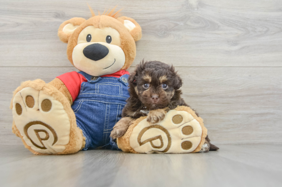 5 week old Havapoo Puppy For Sale - Lone Star Pups