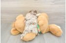 Fluffy Havapoo Poodle Mix Pup