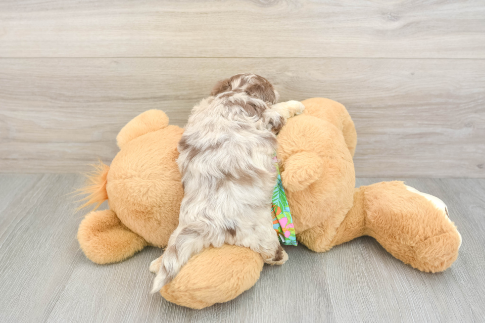Fluffy Havapoo Poodle Mix Pup