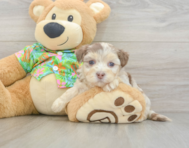 7 week old Havapoo Puppy For Sale - Lone Star Pups
