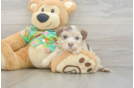 Hypoallergenic Havadoodle Poodle Mix Puppy