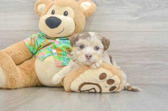 Hypoallergenic Havadoodle Poodle Mix Puppy