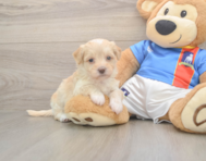 7 week old Havapoo Puppy For Sale - Lone Star Pups