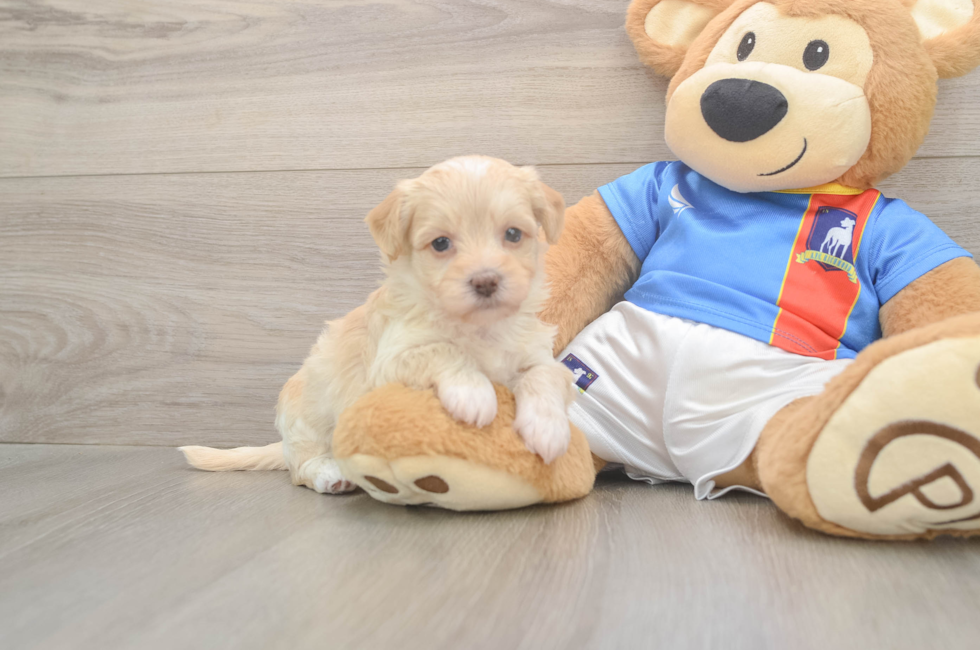 5 week old Havapoo Puppy For Sale - Lone Star Pups