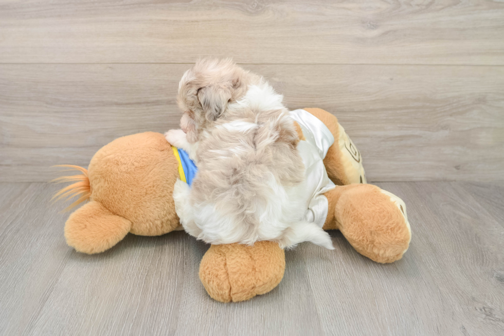 Small Havapoo Baby