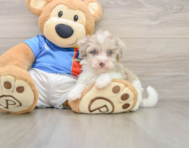 9 week old Havapoo Puppy For Sale - Lone Star Pups