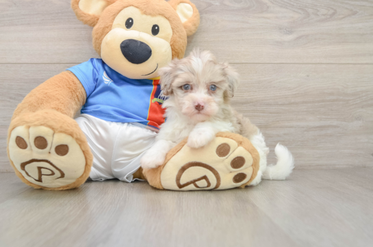 Popular Havapoo Poodle Mix Pup