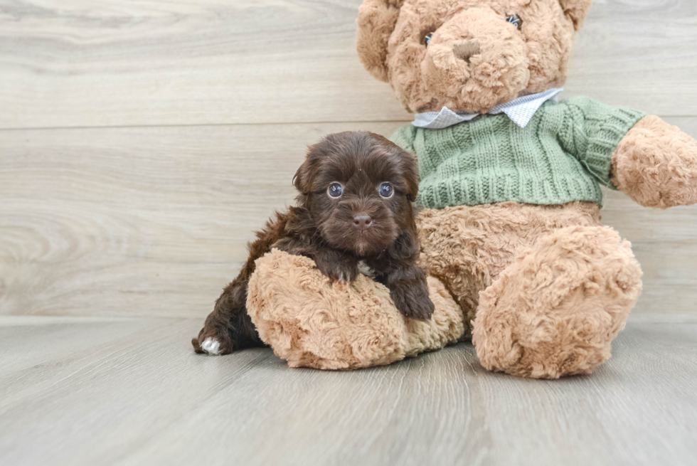 Popular Havapoo Poodle Mix Pup