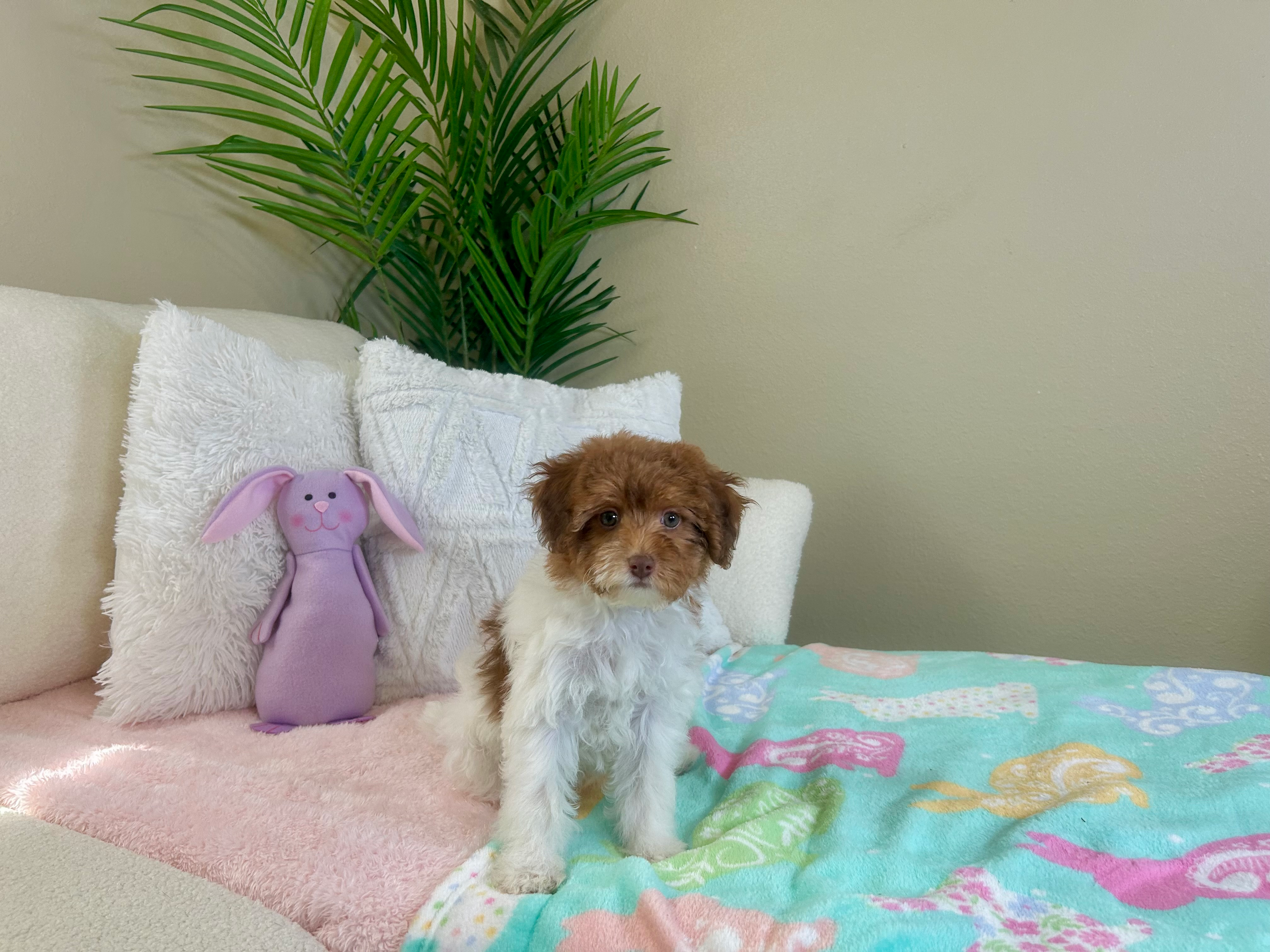 Cute Havapoo Baby