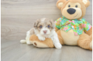 Havapoo Puppy for Adoption