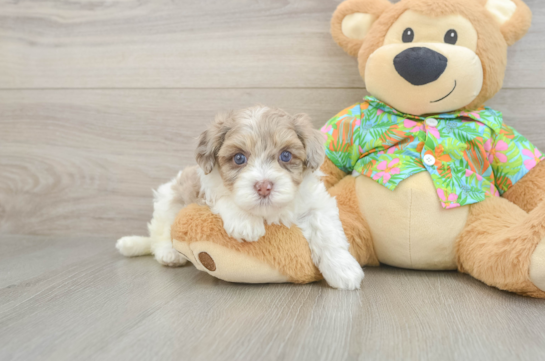 Havapoo Puppy for Adoption