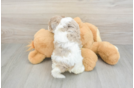 Cute Havapoo Baby