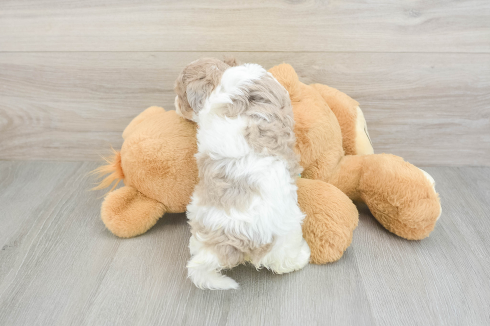 Cute Havapoo Baby
