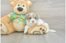 Havapoo Puppy for Adoption