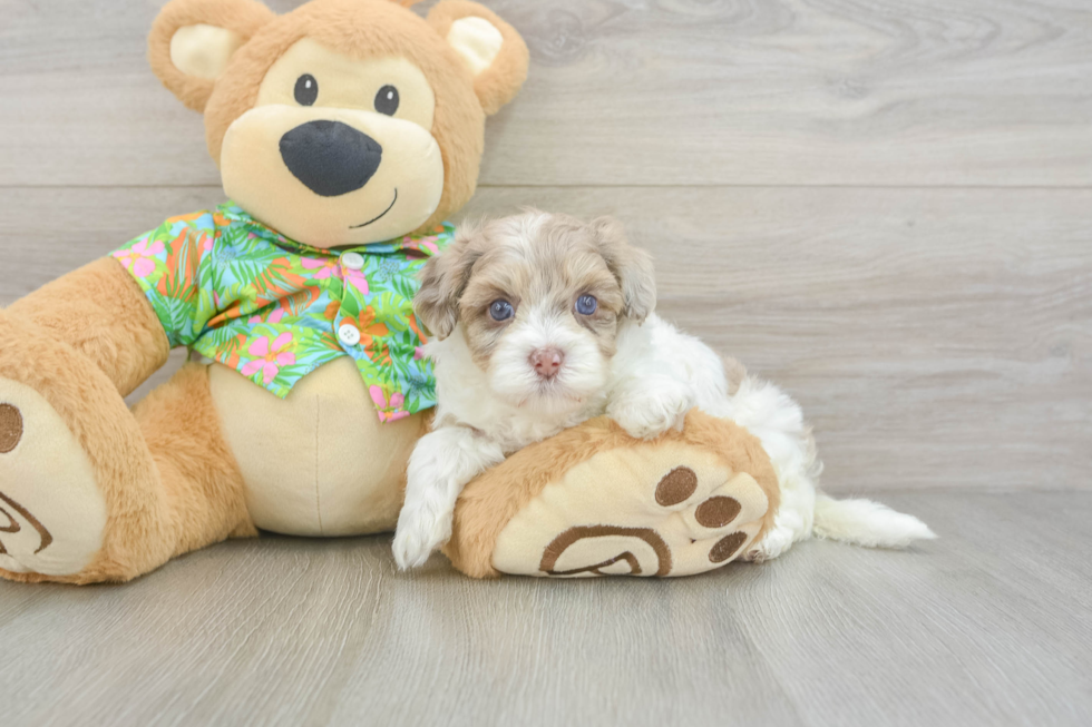 Havapoo Puppy for Adoption