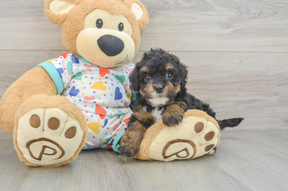 5 week old Havapoo Puppy For Sale - Lone Star Pups
