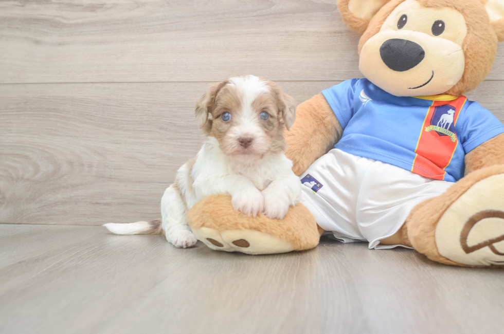 5 week old Havapoo Puppy For Sale - Lone Star Pups