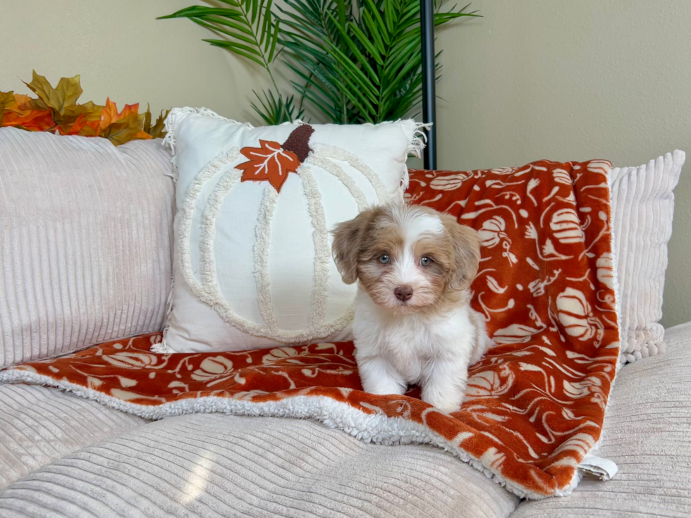 Cute Havapoo Poodle Mix Pup