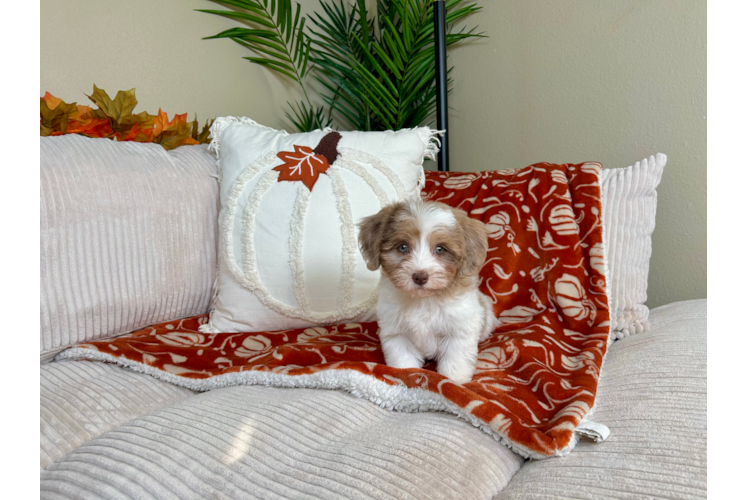 Havapoo Puppy for Adoption
