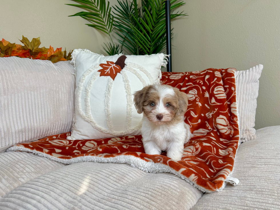 Havapoo Puppy for Adoption