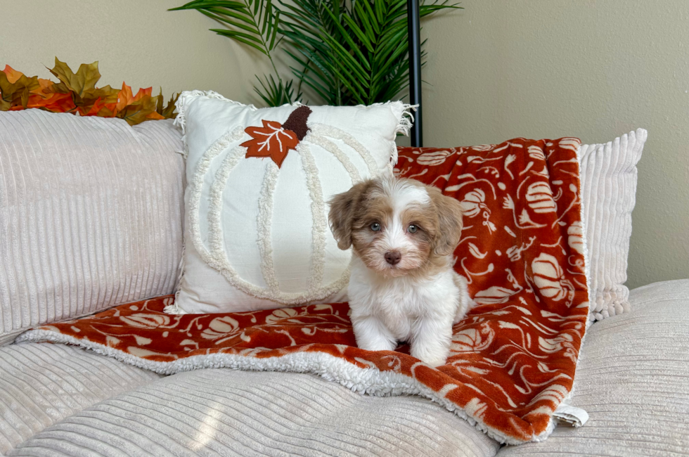 9 week old Havapoo Puppy For Sale - Lone Star Pups
