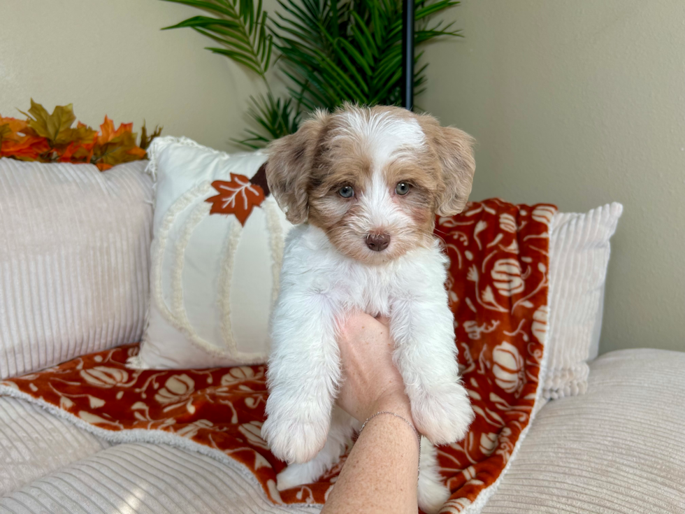 Havapoo Puppy for Adoption