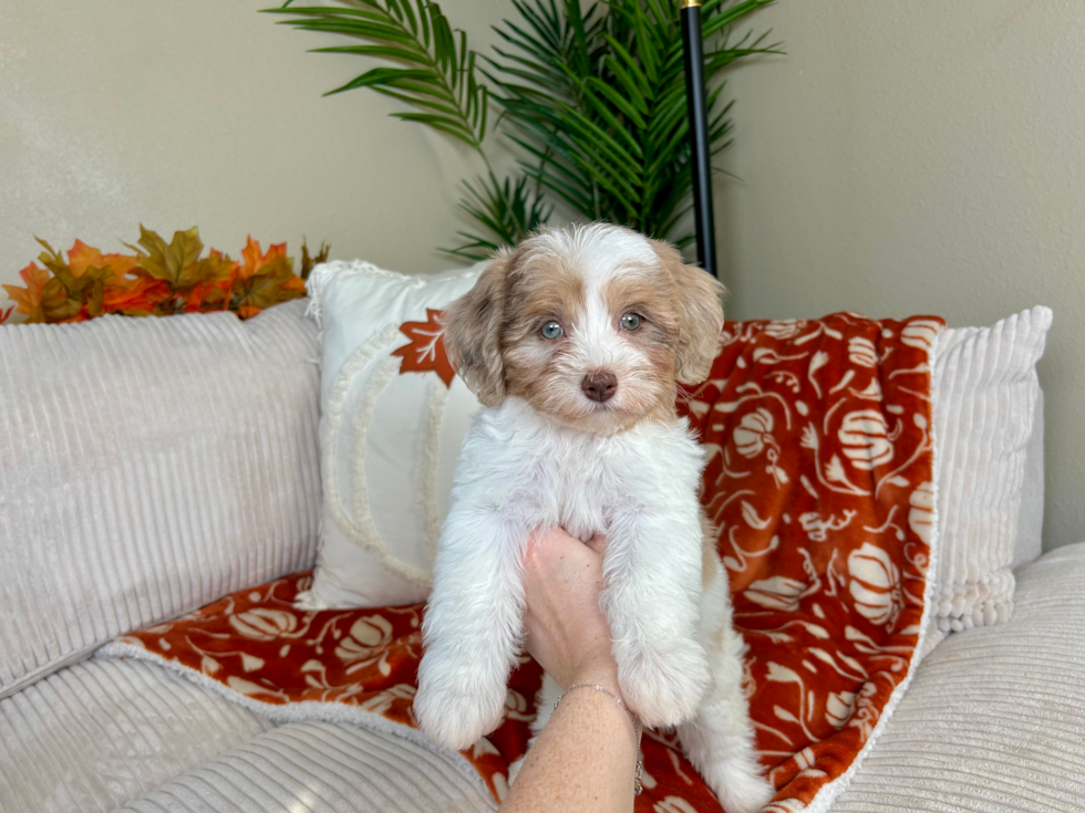 Havapoo Pup Being Cute