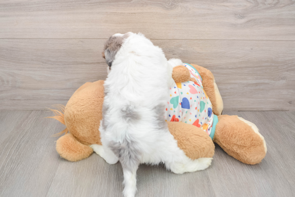 Havapoo Pup Being Cute