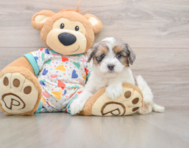 6 week old Havapoo Puppy For Sale - Lone Star Pups