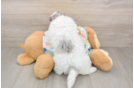 Petite Havapoo Poodle Mix Pup